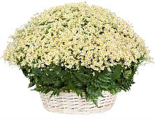 Цветочная композиция из Ромашки в корзине #REPLACE_PRED# Никольский